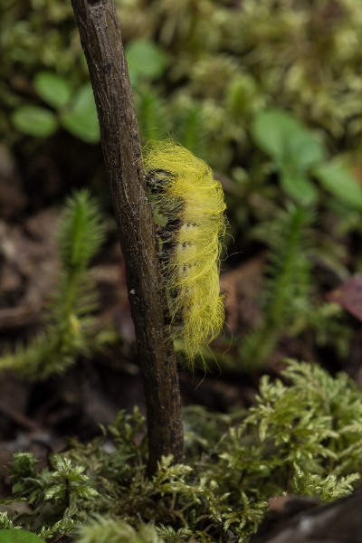 Photo of Acronicta vulpina by Bryan Kelly-McArthur